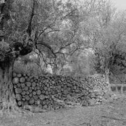 Ελιές II